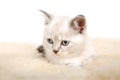 Portrait of British Shorthair Kitten sitting, color point color. Royalty Free Stock Photo