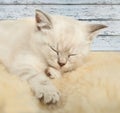 Portrait of British Shorthair Kitten sitting, color point color. Royalty Free Stock Photo