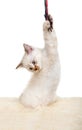 Portrait of British Shorthair Kitten sitting, 8 weeks old, Royalty Free Stock Photo