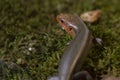 Portrait of a Broad Headed Skink in the wild.