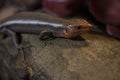 Portrait of a Broad Headed Skink in the wild.