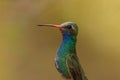 Portrait of a Broadbilled hummingbird Royalty Free Stock Photo