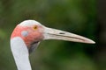 Portrait of Brolga bird Royalty Free Stock Photo