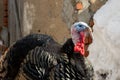 Portrait of a bronze turkey on a background of village buildings. Thanksgiving Bird Growing Royalty Free Stock Photo