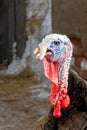 Portrait of a bronze turkey on a background of village buildings. Thanksgiving Bird Growing Royalty Free Stock Photo