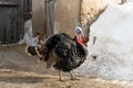 Portrait of a bronze turkey on a background of village buildings. Thanksgiving Bird Growing Royalty Free Stock Photo