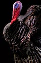 Portrait Bronze turkey on a black background