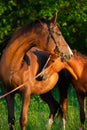 Portrait of brood mare with her foal.  posing  in the meadow at evening Royalty Free Stock Photo