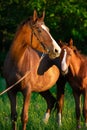 Portrait of brood mare with her foal.  posing  in the meadow at evening Royalty Free Stock Photo