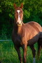 Portrait of brood mare.  posing  in the meadow at evening Royalty Free Stock Photo