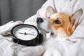 Portrait brooding red and white corgi can`t wake up from sleep on the bed on its back with alarm clock in paws