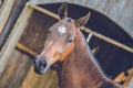 Portrait of brown Akhal teke horse with white spot on forehead