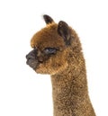 Portrait of a brown alpaca - Lama pacos, isoltaed on white