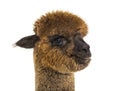 Portrait of a brown alpaca - Lama pacos, isoltaed on white