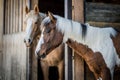 Portrait of the American Paint Horses in the barn Royalty Free Stock Photo