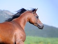 Portrait of brown arabian horse in motion