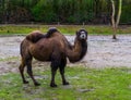 Portrait of a brown bactrian camel in a pasture, domesticated animal from Asia