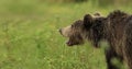 Portrait of a brown bear , an angry bear. Feels the danger. Copy space for desription ar text