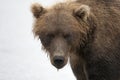 Portrait of a brown bear closeup