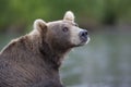 Portrait of a brown bear closeup Royalty Free Stock Photo