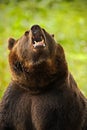 Portrait of brown bear. Dangerous animal with open muzzle. Face portrait of brown bear. Bear with open muzzle with big tooth. Brow