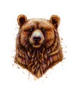 Portrait of a brown bear head from a splash of watercolor