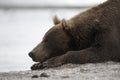 Portrait of a brown bear sleeping on the shore of lake