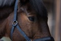 portrait brown beauty horse with blue holster Royalty Free Stock Photo