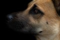 Portrait of a brown Belgian Shepherd Dog, against a dark background, from the side. The dog faithfully looks up