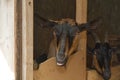 Portrait of a brown and black goat in a stall, personal subsidiary farm Royalty Free Stock Photo