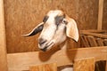 Portrait of a brown and black goat in a stall, personal subsidiary farm Royalty Free Stock Photo