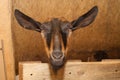 Portrait of a brown and black goat in a stall, personal subsidiary farm Royalty Free Stock Photo