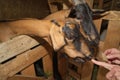 Portrait of a brown and black goat in a stall, personal subsidiary farm Royalty Free Stock Photo