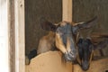 Portrait of a brown and black goat in a stall, personal subsidiary farm Royalty Free Stock Photo