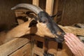 Portrait of a brown and black goat in a stall, personal subsidiary farm Royalty Free Stock Photo