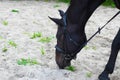 Portrait brown, black horse with harness eating green grass growing from the sand Royalty Free Stock Photo