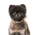 Portrait Brown and Black Spitz dog, isolated