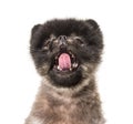 Portrait of a Brown and Black Spitz yawning, isolated
