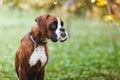 Portrait of brown boxer puppy sitting on grass