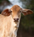 Portrait of brown calf