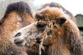Portrait of a brown camel. Royalty Free Stock Photo