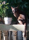 Portrait of brown cat sit at railing with side light Royalty Free Stock Photo