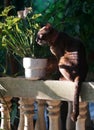Portrait of brown cat sit at railing with side light Royalty Free Stock Photo