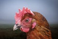 Portrait of a brown chicken at the farm Royalty Free Stock Photo