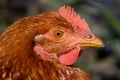 Portrait of brown chicken on a farm, outdoors Royalty Free Stock Photo