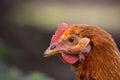 Portrait of brown chicken on a farm, outdoors Royalty Free Stock Photo