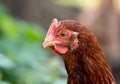 Portrait of brown chicken on a farm, outdoors Royalty Free Stock Photo