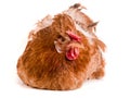 Portrait of a brown chicken isolated on white background Royalty Free Stock Photo