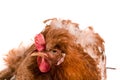 Portrait of a brown chicken isolated on white background Royalty Free Stock Photo