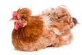 Portrait of a brown chicken isolated on white background Royalty Free Stock Photo